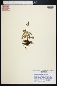 Botrychium lunarioides image