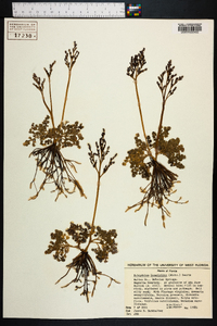 Botrychium lunarioides image