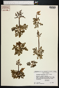 Botrychium lunarioides image