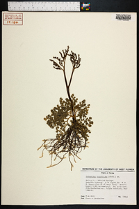 Botrychium lunarioides image