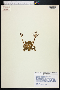 Botrychium lunarioides image