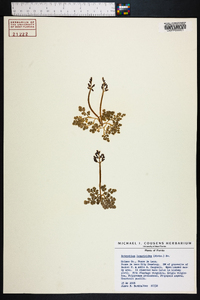 Botrychium lunarioides image