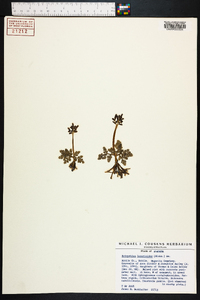 Botrychium lunarioides image