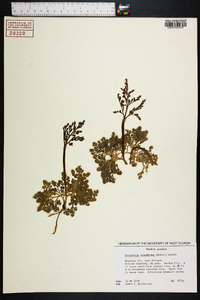 Botrychium lunarioides image