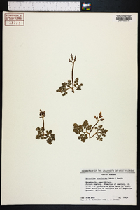 Botrychium lunarioides image