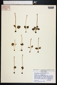 Ophioglossum crotalophoroides image