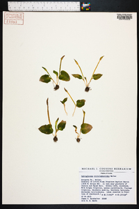 Ophioglossum crotalophoroides image