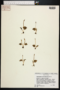 Ophioglossum crotalophoroides image