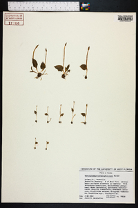 Ophioglossum crotalophoroides image