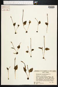 Ophioglossum crotalophoroides image