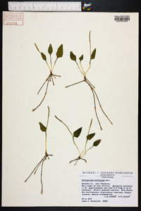 Ophioglossum petiolatum image