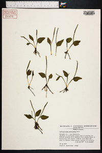 Ophioglossum petiolatum image