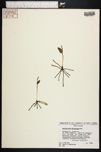 Ophioglossum petiolatum image