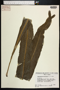 Campyloneurum phyllitidis image