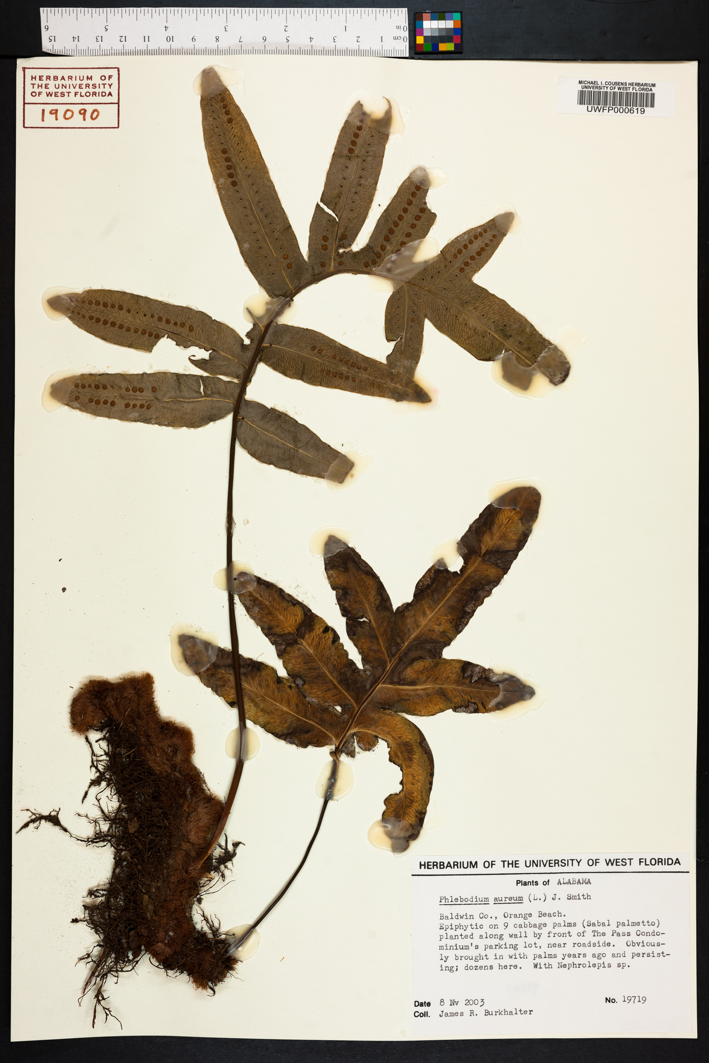 Phlebodium aureum image