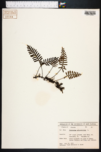 Polypodium polypodioides image