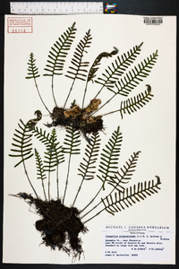 Polypodium polypodioides image