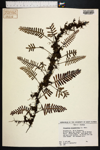 Polypodium polypodioides image