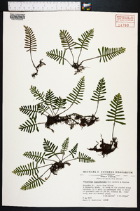 Polypodium polypodioides image