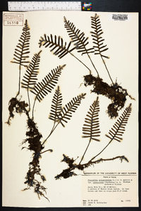 Polypodium polypodioides image