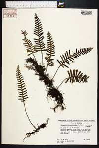 Polypodium polypodioides image