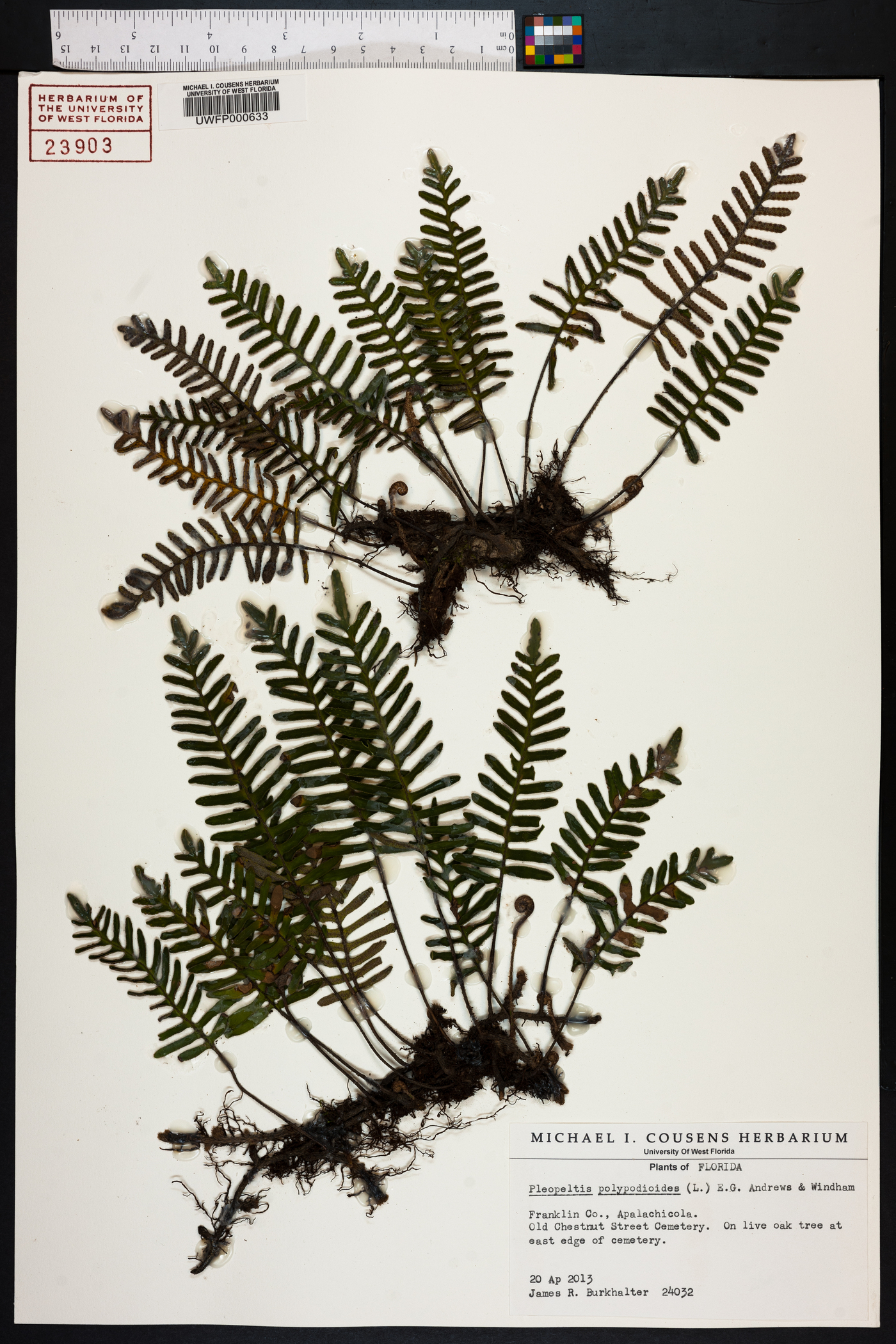 Polypodium polypodioides image