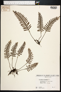 Polypodium polypodioides image