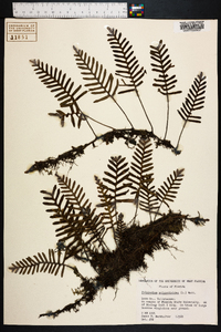 Polypodium polypodioides image