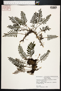 Polypodium polypodioides image