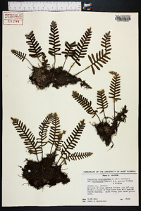 Polypodium polypodioides image