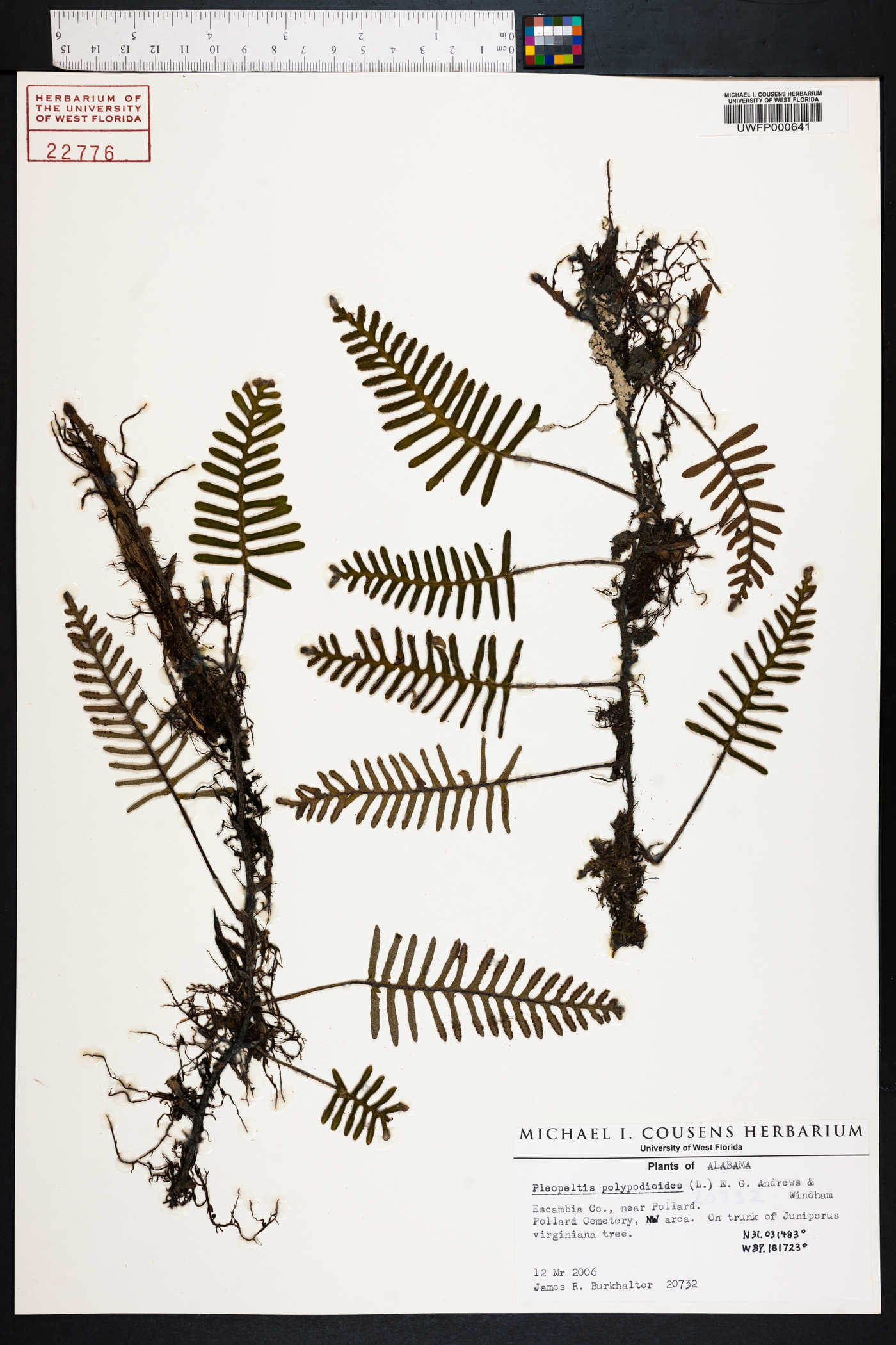 Polypodium polypodioides image