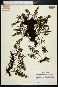 Polypodium polypodioides image