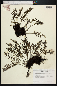 Polypodium polypodioides image