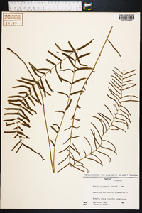 Pteris bahamensis image