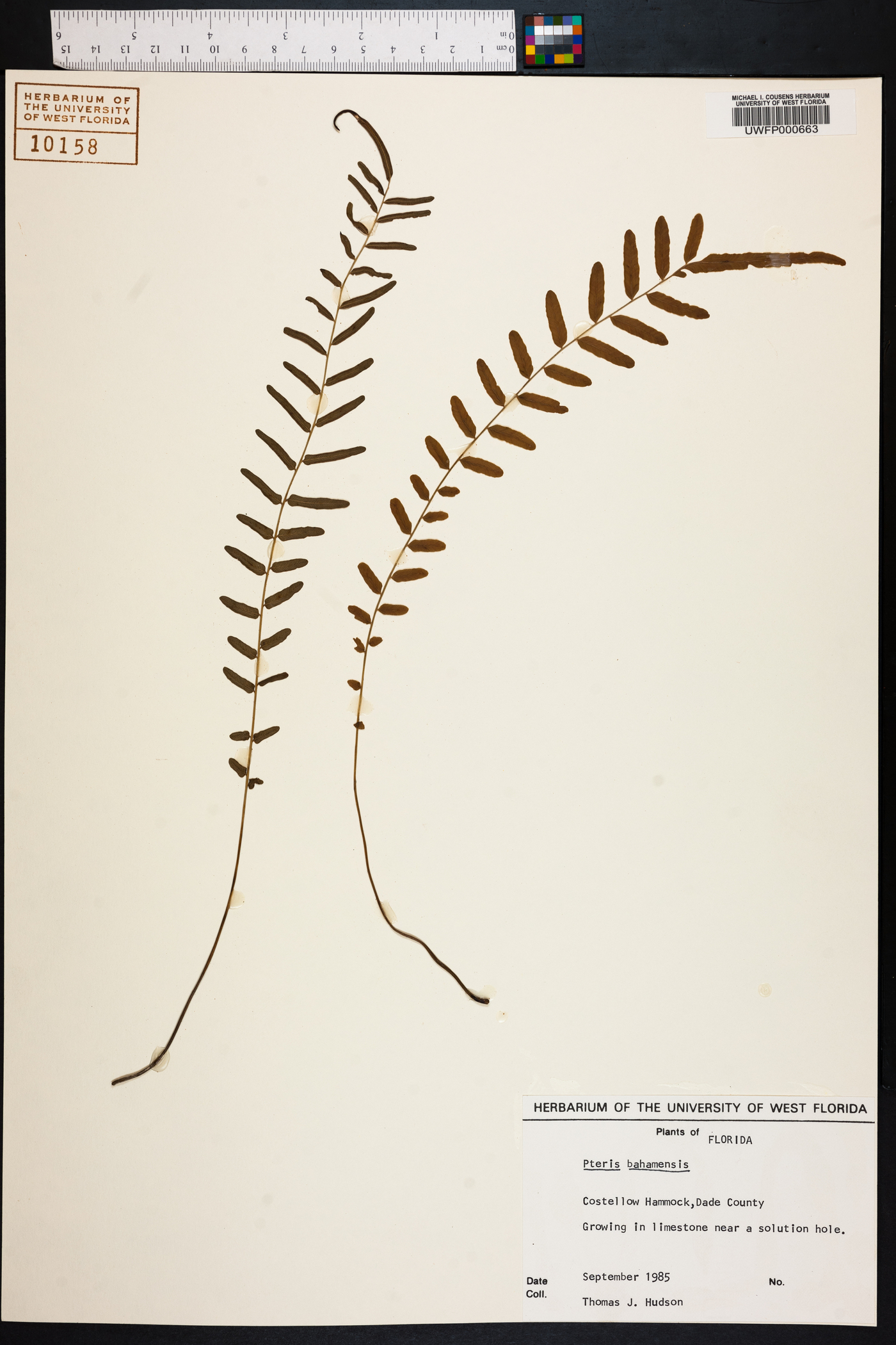 Pteris bahamensis image