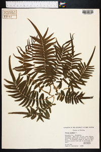 Pteris vittata image