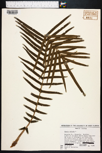Pteris vittata image