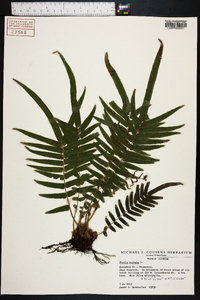 Pteris vittata image