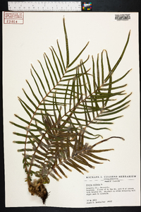 Pteris vittata image