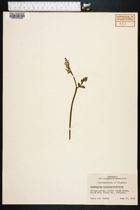 Botrychium matricariifolium image