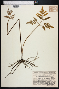 Sceptridium biternatum image