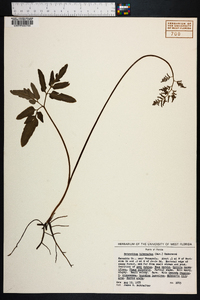 Sceptridium biternatum image