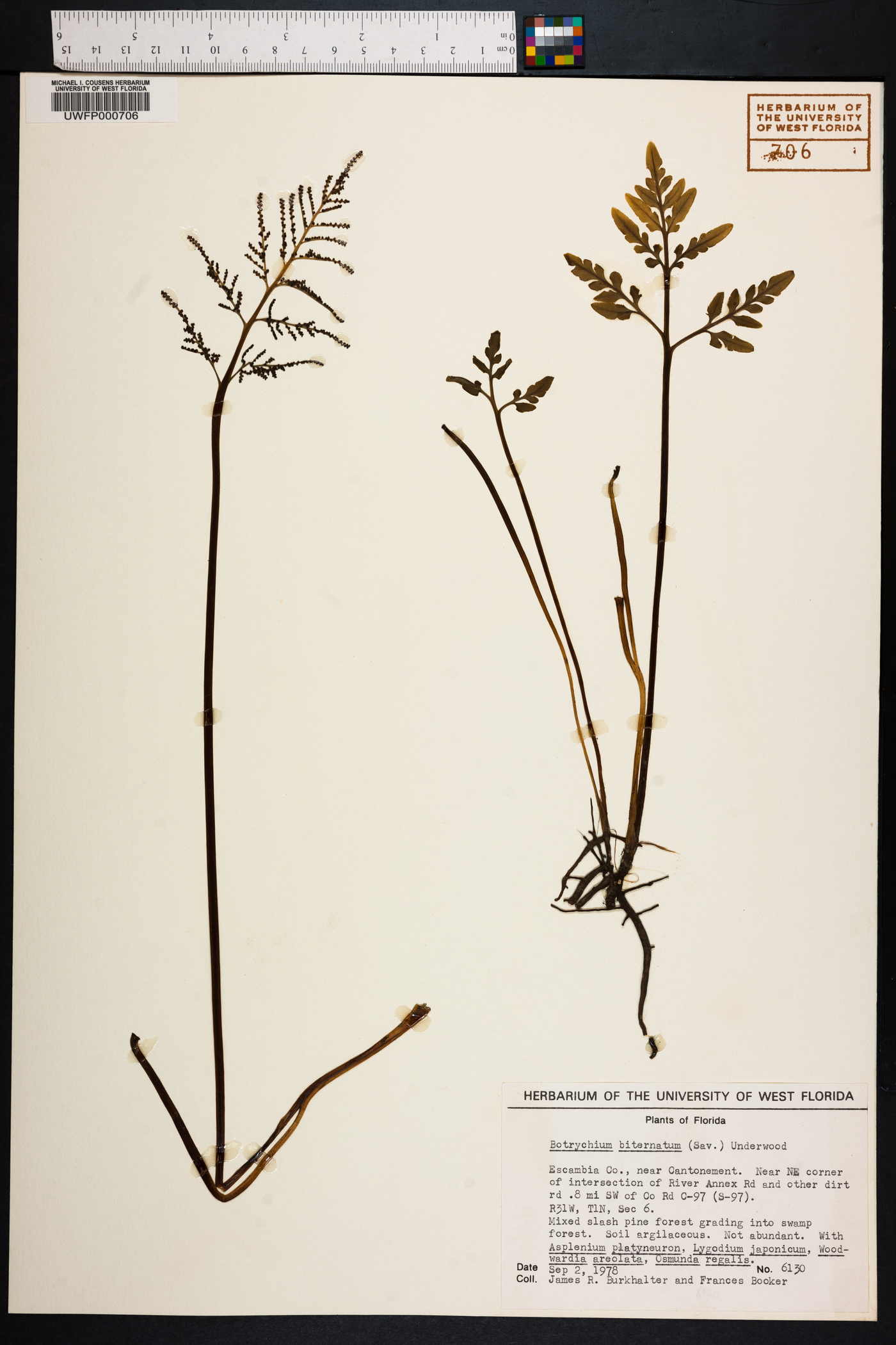 Sceptridium biternatum image