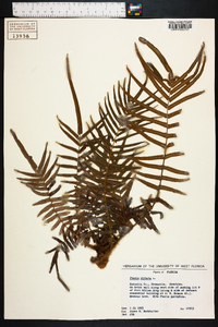 Pteris vittata image