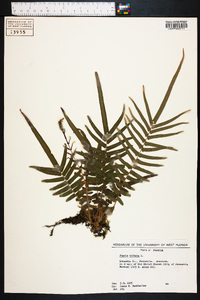 Pteris vittata image