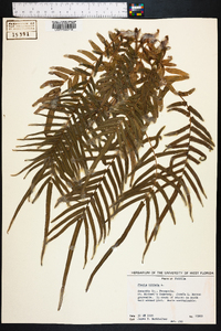 Pteris vittata image