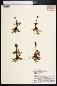 Botrychium lunarioides image