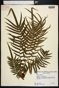 Pteris vittata image