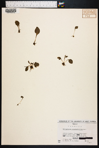 Ophioglossum crotalophoroides image