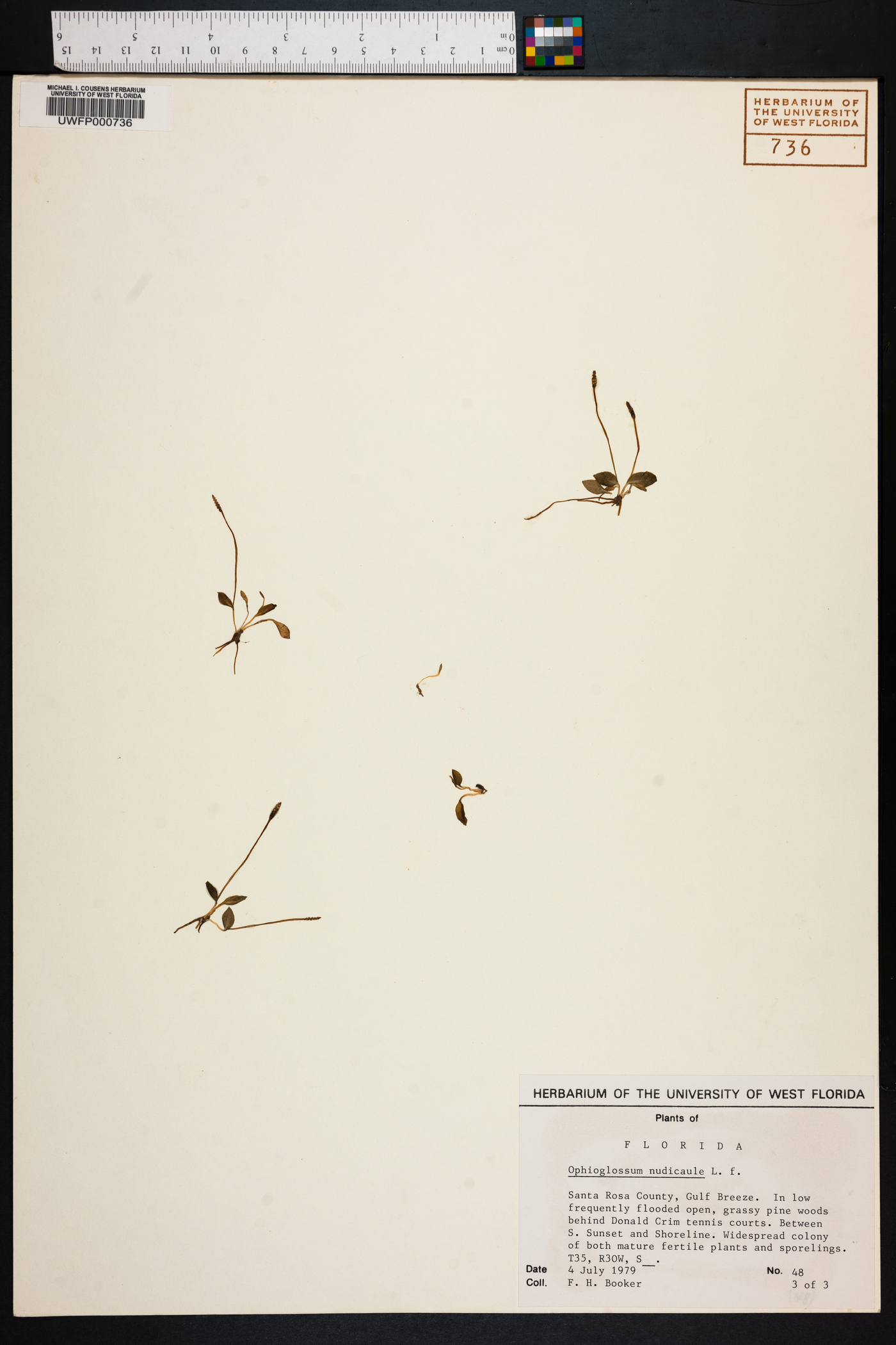 Ophioglossum nudicaule image